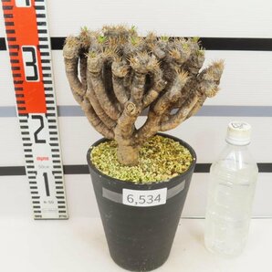 6534 「多肉植物」ユーフォルビア ギラウミニアナ 植え【発根未確認・Euphorbia guillauminiana・発芽開始】の画像2