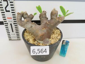 6564 「塊根植物」パキポディウム ブレビカリックス 植え【発根未確認・Pachypodium brevicalyx・マダガスカル】