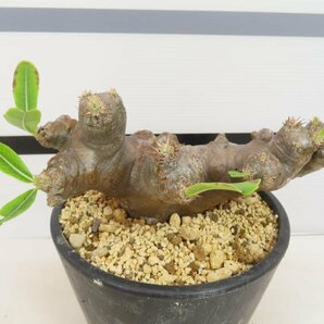 6564 「塊根植物」パキポディウム ブレビカリックス 植え【発根未確認・Pachypodium brevicalyx・マダガスカル】の画像4