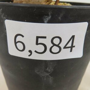 6584 「塊根植物」センナ メリディオナリス 中 植え【発根未確認・Senna meridionalis・マダガスカル・芽吹き】の画像2