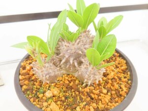 8999 「実生」パキポディウム デンシカウレ　大【塊根植物・花・葉落ちします・Pachypodium Densicaule・恵比寿大黒】