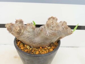 9114 「塊根植物」パキポディウム ブレビカリックス 植え【発根未確認・Pachypodium brevicalyx・マダガスカル】