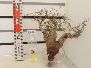 8959 「塊根植物」マダガスカル特急便 鮮度自信あり パキプス【到着後3日以内の返品OK・根切確認済・Operculicarya pachypus】