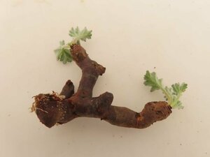 8807 「塊根植物」ペラルゴニウム ミラビレ 折れ枝抜き苗【mirabile・芽吹き・畑地植え株】