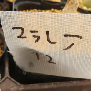 9071 「実生」マテレア シクロフィラ 植え【発根開始・Matelea cyclophylla・多肉植物・Gonolobus cyclophyllus】の画像4