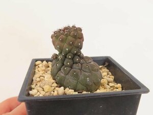 9063 「サボテンQ」コピアポア ヒポガエア 植え【多肉植物・発根・Copiapoa hypogaea】