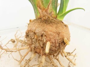 8995 「多肉植物」カリバナス フーケリー 抜き苗【実生・Calibannus hookeri・畑地植え株・自社養生株・塊根植物】