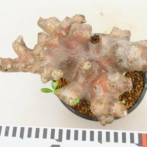 9111 「塊根植物」パキポディウム ブレビカリックス 植え【発根未確認・Pachypodium brevicalyx・マダガスカル】の画像3