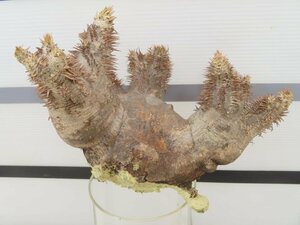 8500 「塊根植物」パキポディウム マカイエンセ中 抜き苗【4/25最新到着・到着後3日以内の返品OK・makayense・根切確認済み】