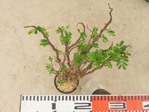 2087 「塊根植物」センナ メリディオナリス中 植え【Senna meridionalis・発根・マダガスカル・芽吹き】_画像2