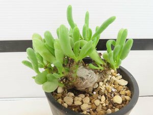 2032 「実生」オトンナ クラビフォリア 植え【発根・多肉植物・Othonna clavifolia・・葉落ちします】