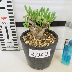 2040 「実生」オトンナ クラビフォリア 植え【発根・多肉植物・Othonna clavifolia・・葉落ちします】の画像3