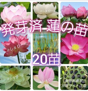 Y2028μ ☆ 発芽済 ☆ 花蓮 蓮根 ハス 蓮の種 蓮の苗 【20苗】＆希望者にはメダカの卵プレゼント