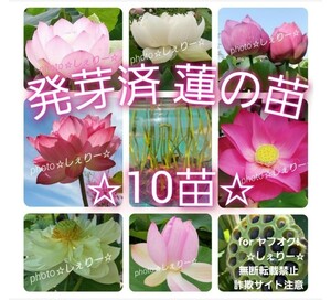 M103 ☆ 発芽済 ☆ 花蓮 蓮根 ハス 蓮の種 蓮の苗 【１０苗】