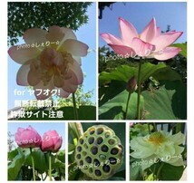 Y2028 ☆ 発芽済 ☆ 花蓮 蓮根 ハス 蓮の種 蓮の苗 【20苗】_画像5