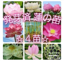 Y420 ☆ 発芽済 ☆ 花蓮 蓮根 ハス 蓮の種 蓮の苗 【４苗】_画像1