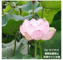 Y420 ☆ 発芽済 ☆ 花蓮 蓮根 ハス 蓮の種 蓮の苗 【４苗】_画像4