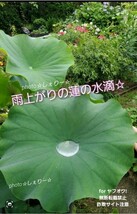 Y420 ☆ 発芽済 ☆ 花蓮 蓮根 ハス 蓮の種 蓮の苗 【４苗】_画像10