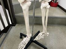 人体模型　骨格模型　等身大　身長約170ｃｍ_画像7
