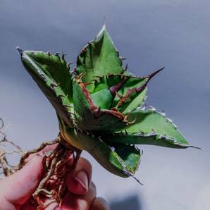 【コズミックレター】アガベ オテロイ from オアハカ リヴァイヴド Agave Oteroi from Oaxaca Revived(再生) 1の画像3