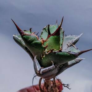  【コズミックレター】アガベ オテロイ from オアハカ リヴァイヴド Agave Oteroi from Oaxaca Revived(再生) 3の画像1