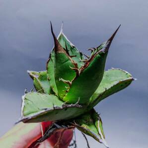 【コズミックレター】アガベ オテロイ from オアハカ リヴァイヴド Agave Oteroi from Oaxaca Revived(再生)4の画像2