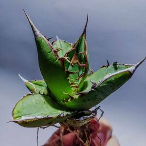 【コズミックレター】アガベ オテロイ from オアハカ リヴァイヴド Agave Oteroi from Oaxaca Revived(再生)4