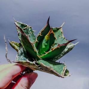 【コズミックレター】アガベ オテロイ from オアハカ リヴァイヴド Agave Oteroi from Oaxaca Revived(再生) 6の画像1