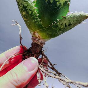 10【コズミックレター】アガベ オテロイ from オアハカ リヴァイヴド Agave Oteroi from Oaxaca Revived(再生)の画像3