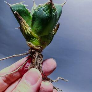 11【コズミックレター】アガベ オテロイ from オアハカ リヴァイヴド Agave Oteroi from Oaxaca Revived(再生)の画像3