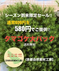 タマゴケ(大)パック　送料無料！コケテラリウムや園芸にいかがですか？【京都自然素材工房】