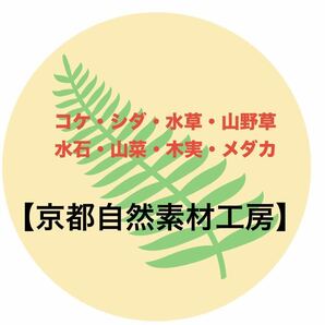 タマゴケ(大)パック 送料無料！コケテラリウムや園芸にいかがですか？【京都自然素材工房】の画像2