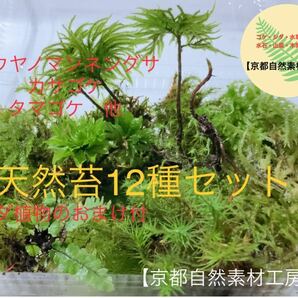 【天然苔12種セット】シダ植物のおまけ有 京都自然素材工房の画像1