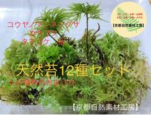 【天然苔12種セット】シダ植物のおまけ有　京都自然素材工房_画像1