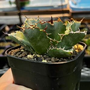 極上! アガベ チタノタ 白鯨 / Agave titanota ‘White Whale’ 鉢ごと発送の画像2