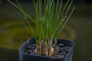 希少 ネリネ・マソニオルム Nerine masoniorum 南アフリカ原産 原種 淡い赤紫花 夏型球根 多肉植物 山野草