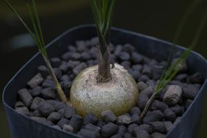 ドリミア未同定種 西ケープ州モーセル・ベイ産 Drimia sp. (Mossel Bay, W.Cape) 夏型球根 多肉植物