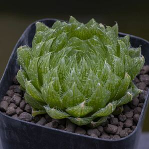 ハオルチア 特美グリーン エメラルドLED Haworthia 'Emerald LED' 多肉植物の画像1
