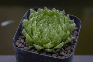 ハオルチア 特美グリーン エメラルドLED Haworthia 'Emerald LED' 多肉植物