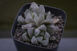 ハオルチア クーペリー ベヌスタ Haworthia cooperi var. venusta (South Africa) 多肉植物