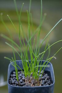 希少 ネリネ・マソニオルム Nerine masoniorum 南アフリカ原産 原種 淡い赤紫花 夏型球根 多肉植物 山野草