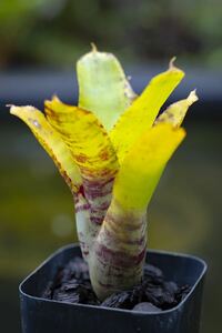 ネオレゲリア タイガー・キャット Neoregelia 'Tiger Cat' ブロメリア 小型種