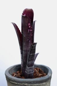 ビルベルギア ダースベイダー Billbergia Darth Vader (B.La Noche x B.Domingos Martins) Lisa Vinzant hyb. ブロメリア 中型種