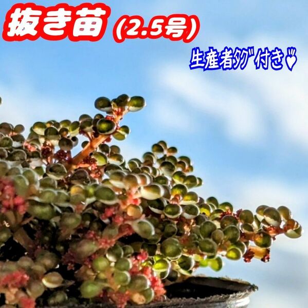 レア♪ピレア グロボーサ【抜き苗】露鏡 2.5号モリモリ♪多肉植物 紅葉 プレステラ プラ鉢