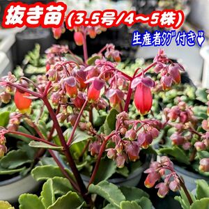 レア♪カランコエ ウェンディ【抜き苗】3.5号 3～5株モリモリ♪ 多肉植物 プレステラ プラ鉢