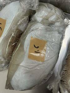 活き〆 冷凍 紋号イカ 甲イカ イカ 1匹 刺身用 1.5kg