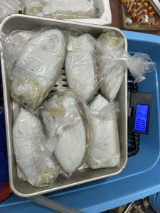 活き〆 冷凍 甲イカ イカ 14匹 刺身用 4.1kg