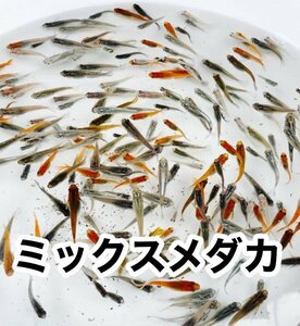 メダカ ミックス 30匹　大好評！ イベント 祭り 業務用 特別品