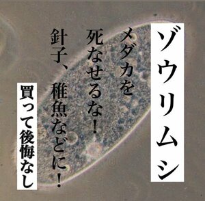 ゾウリムシ 400ml ◇即日発送◇メダカを死なせるな！針子や稚魚に！ミジンコ クロレラ メダカの餌 めだか ヒメダカ エビ