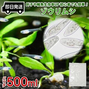 【送料無料】 即日発送 ゾウリムシ 500ml メダカの餌 針子 稚魚 餌 生き餌 エサ ぞうりむし ミジンコ みじんこ クロレラ めだかの画像1